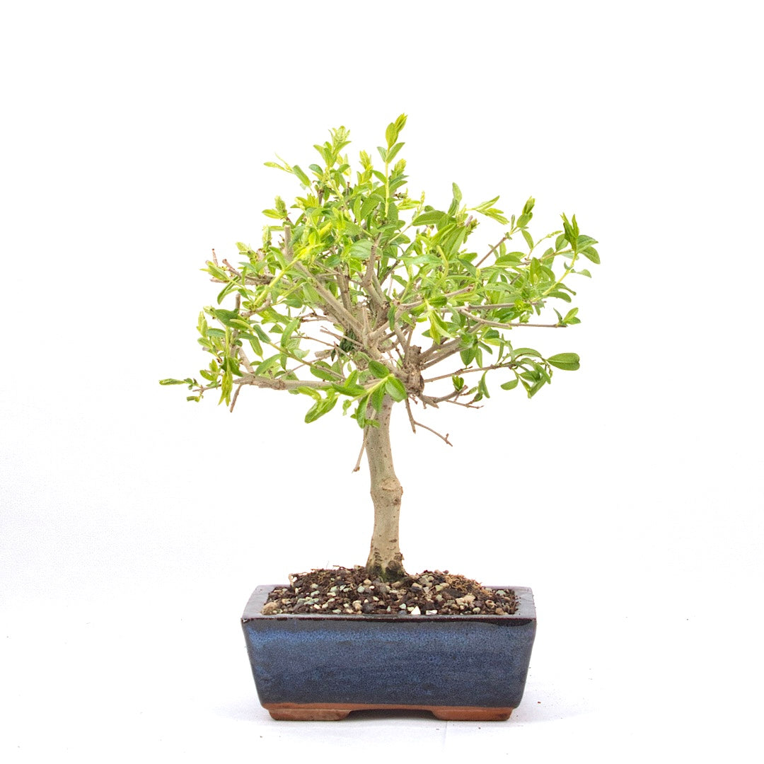 Gewöhnlichen Liguster ‚Ligustrum vulgare‘